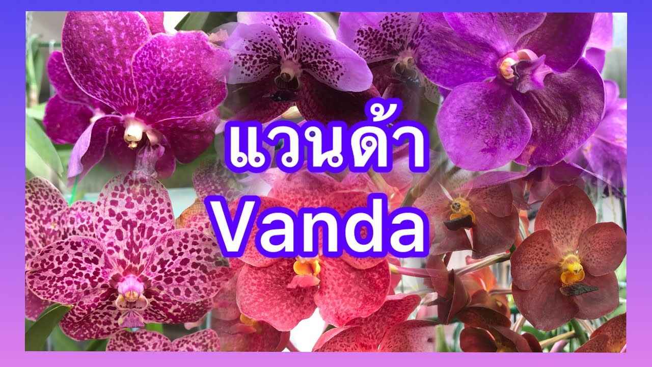 เทคนิคการเลี้ยงแวนด้า Vanda