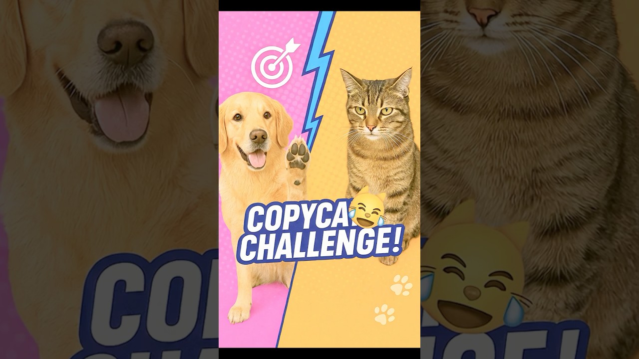 Copy Cat Challenge! 