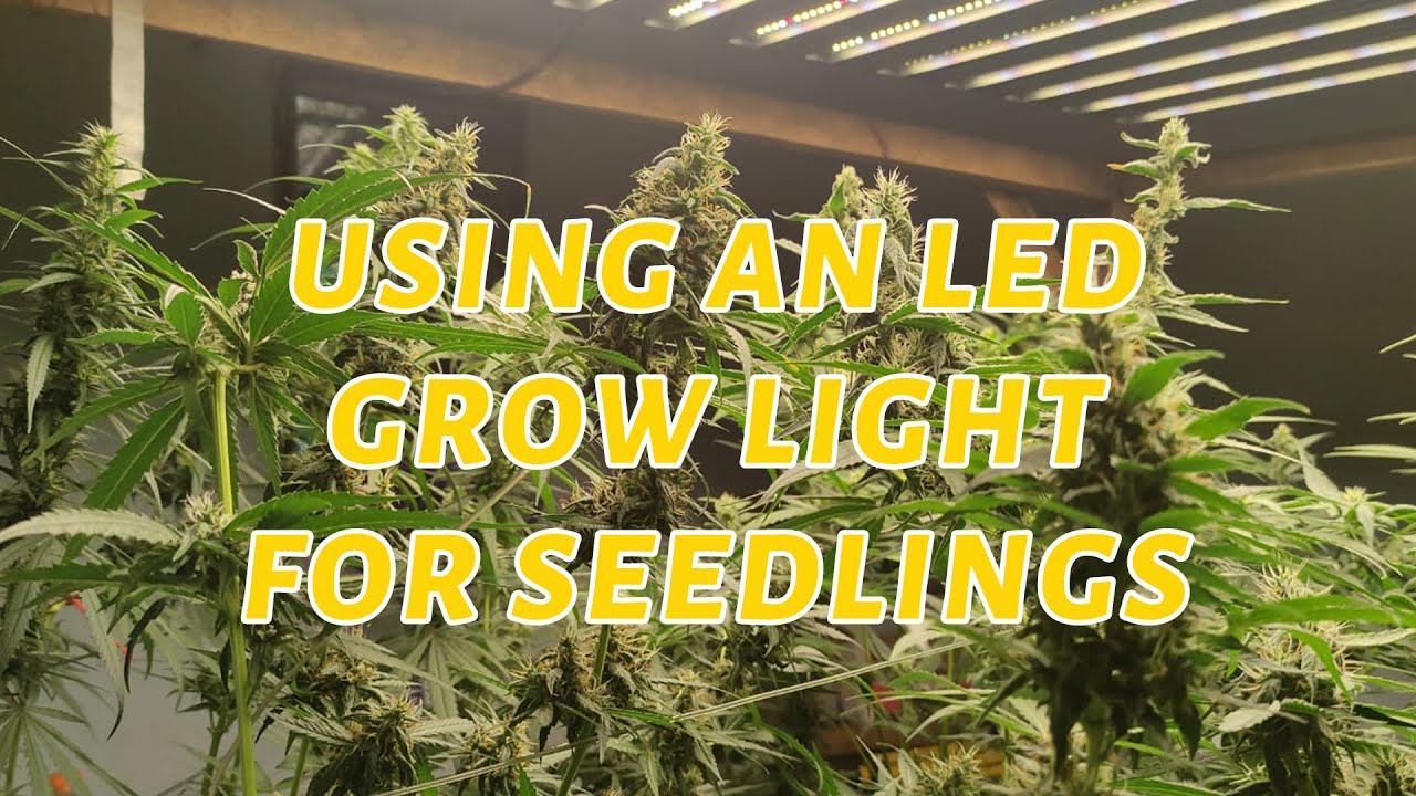 CRETIVITY CTII 720W FOLDABLE FULL SPECTRUM LED GROW LIGHT