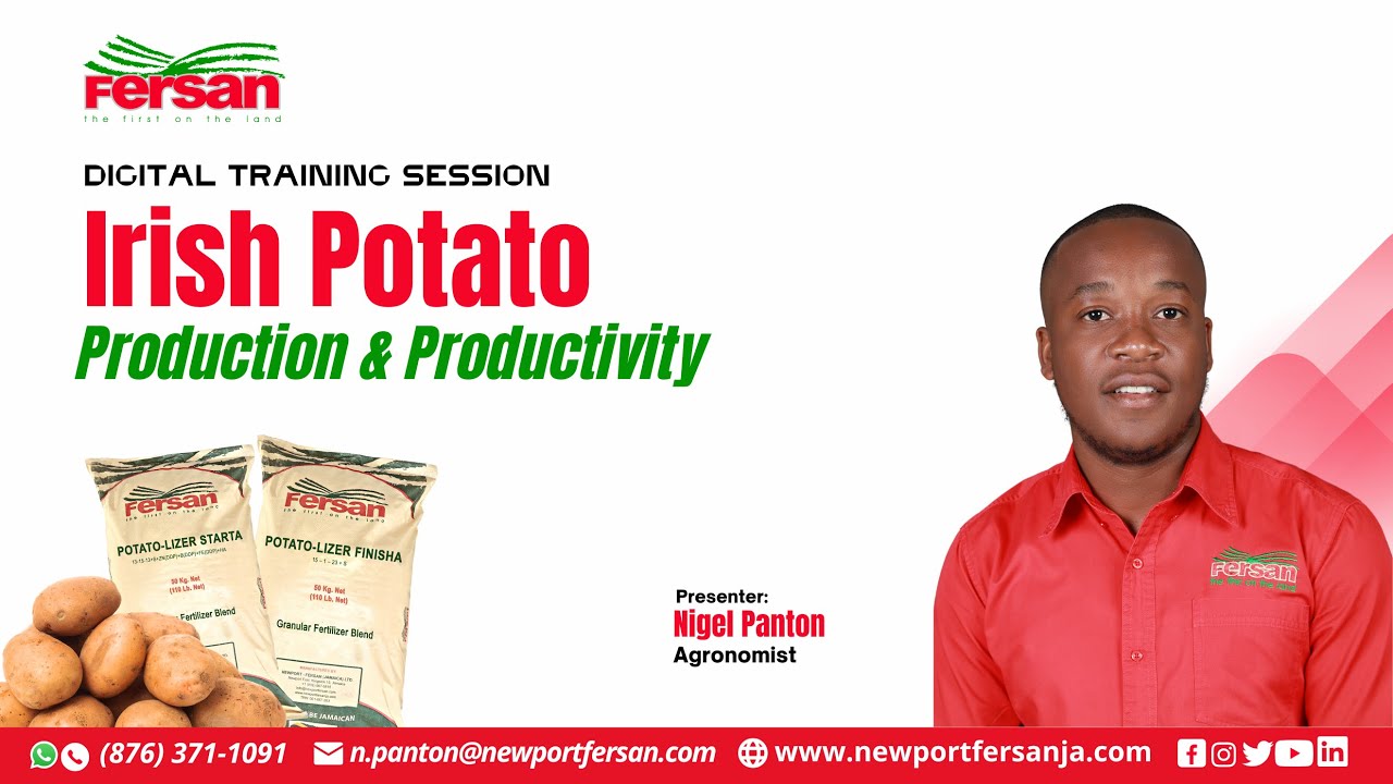 Irish Potato Production and Productivity