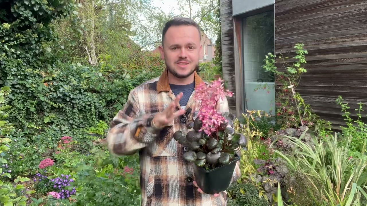 La saxifrage pour des fleurs en automne.