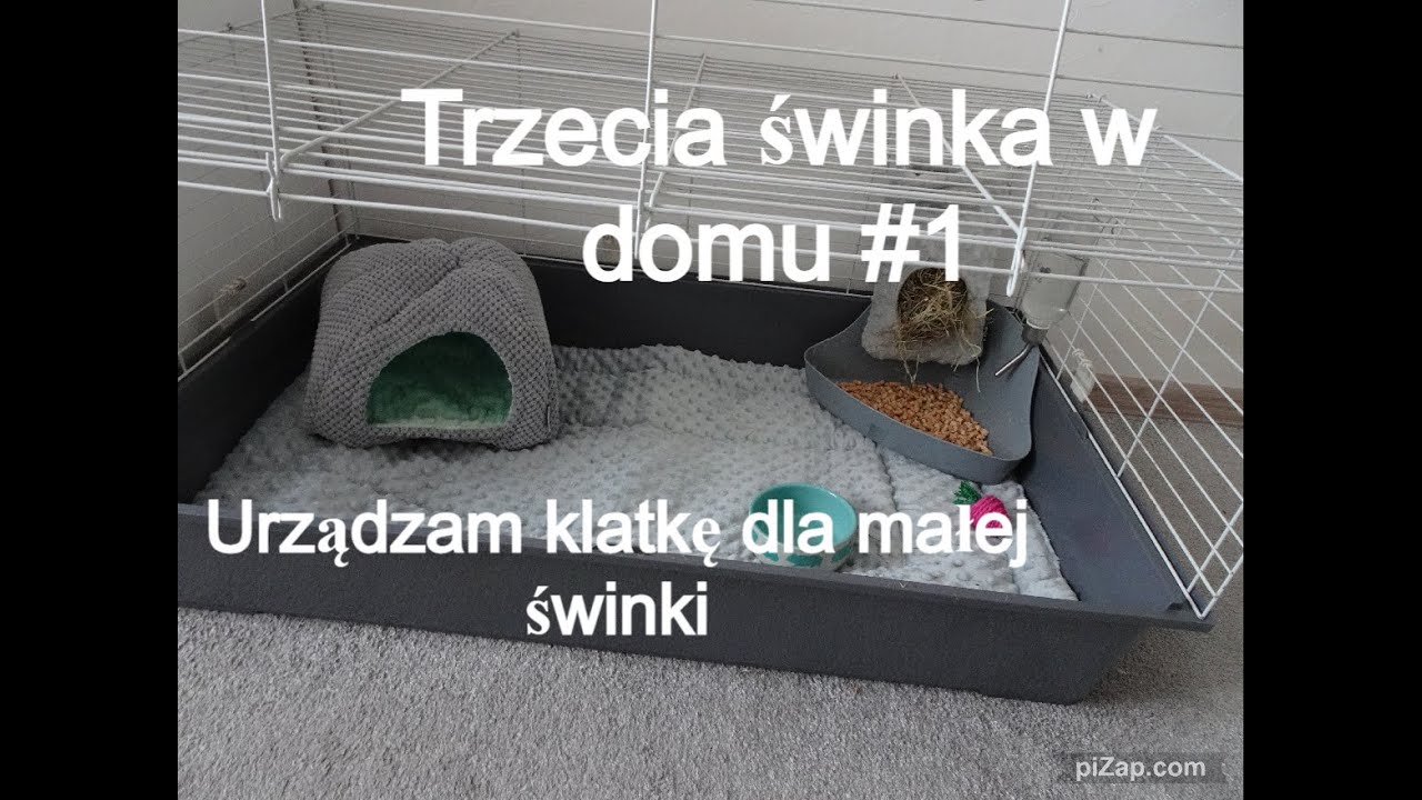 Jedziemy po trzecią świnkę morską mój nowy zwierzak🐑mała owieczka