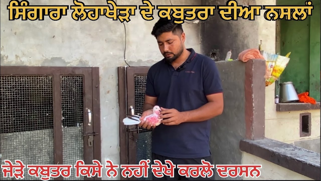 ਸਿੰਗਾਰਾ ਲੋਹਾਖੇੜਾ ਦੇ ਖੁੱਡਿਆਂ ਦਾ ਸਿਗਾਰ ਕਰਲੋ ਸਾਰੇ ਕਬੂਤਰਾ ਦੇ ਦਰਸਨ 
