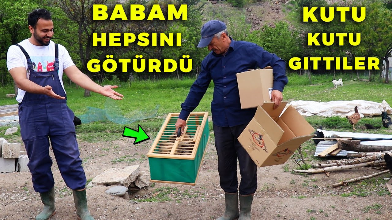 Tavşanlar GİDİYOR ! Civcivleri Sattık - Sarı Kedim Doğum Yaptı - Yavru Kediler - Yumurta Toplama !