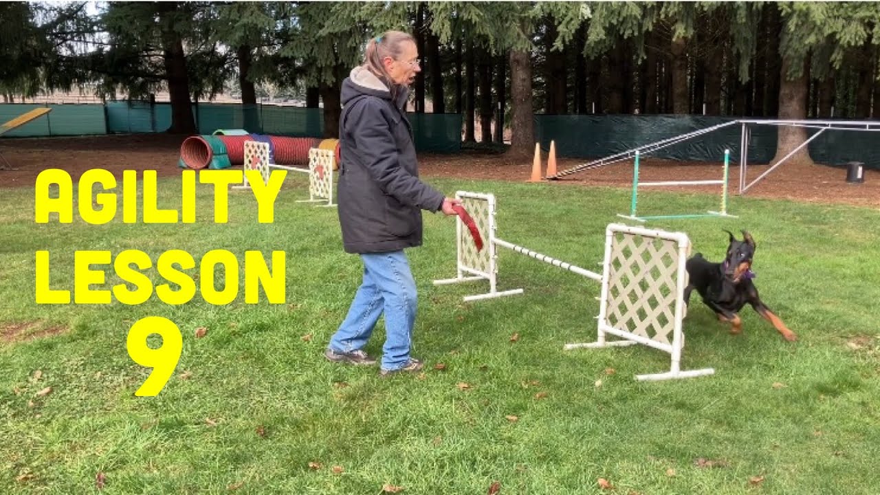 Beginning Dog Agility Nineth Lesson
