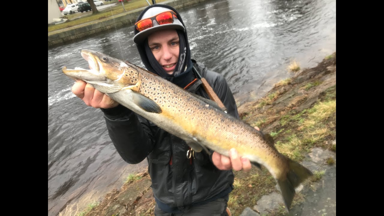 Flugfiske efter Havsöring i Ronnebyån/ Fly fishing seatrout in Ronneby River