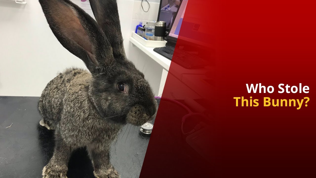 The World's Longest Rabbit Darius Is Missing | NewsMo