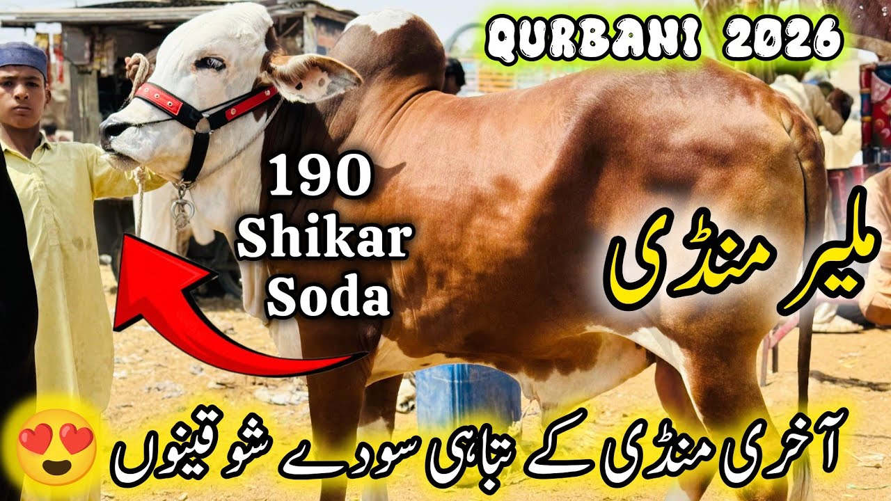 Malir Mandi Karachi Latest Rates Update | 17 March 2026 | Cow Mandi Karachi | Qurbani 2026. 