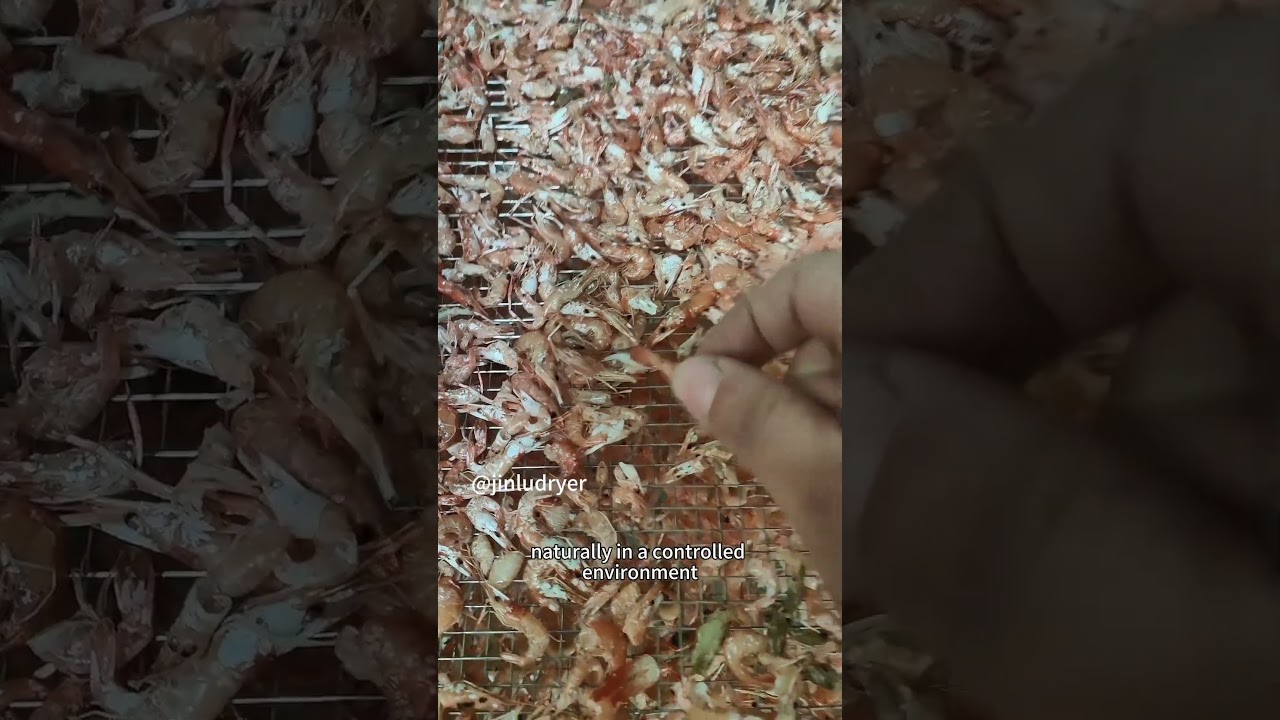 Pure nature dried shrimp via drying room. 