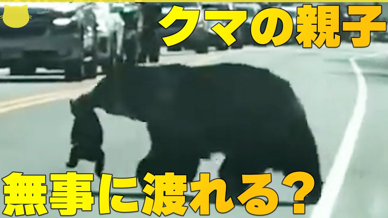 【クマの親子】道路を行ったり来たり&hellip;無事に渡れる？ アメリカ