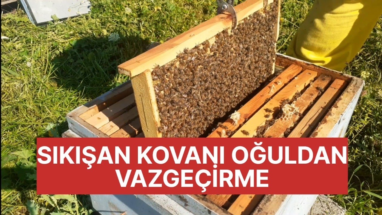 SIKIŞAN KOVANI OĞULDAN VAZGEÇİRME