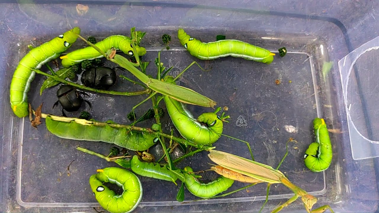 Hunt for beautiful green caterpillars, praying mantises and beetles