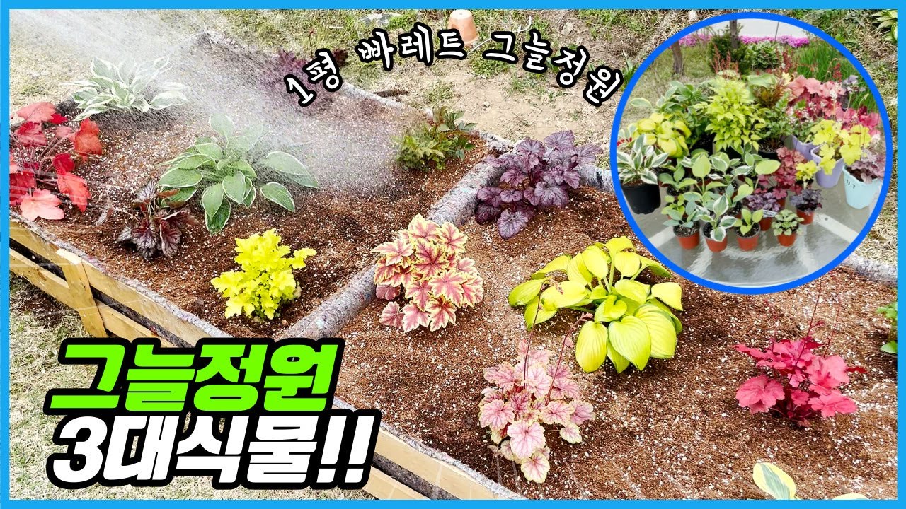 1평 그늘정원을 만드는 데 얼마가 들까? 파레트에 음지식물을 심었더니??