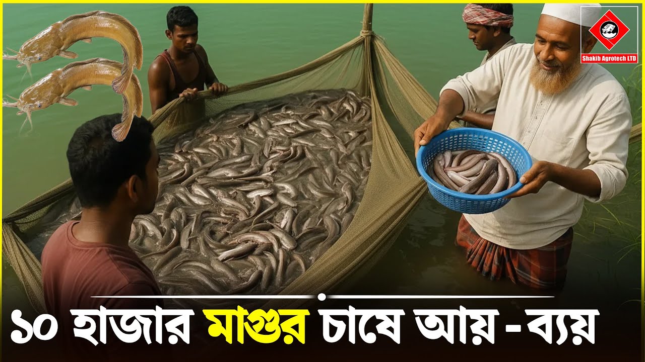 ১০ হাজার মাগুর চাষে আয়-ব্যয় || Shakib Agro || দেশি মাগুর মাছের চাষ || দেশি হলুর মাগুর মাছের পোনা