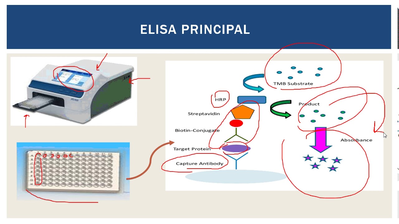 د علا الفقي  Immunoassay Part II  Bioanalysis2   الدبلوم المهني للكيماء الحيوية