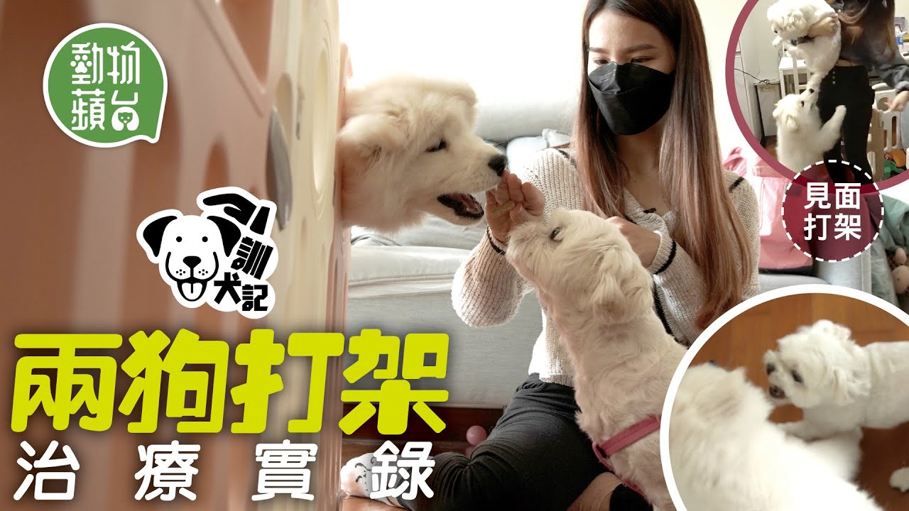 Dog Training｜兩狗不和見面即發惡互咬 訓犬師上門3招化解恩怨 #訓犬記 #動物蘋台─果籽 香港 Apple Daily─原刊日期：20210323