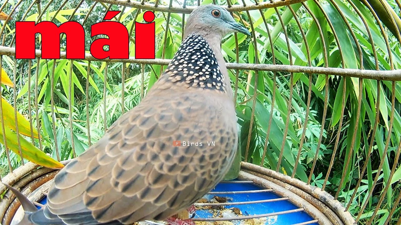 CU M&aacute;i k&iacute;ch trống / Tiếng chim cu g&aacute;y m&aacute;i k&iacute;ch bổi nhanh nổi hiệu quả / Chim cu m&aacute;i / cu g&aacute;y m&aacute;i