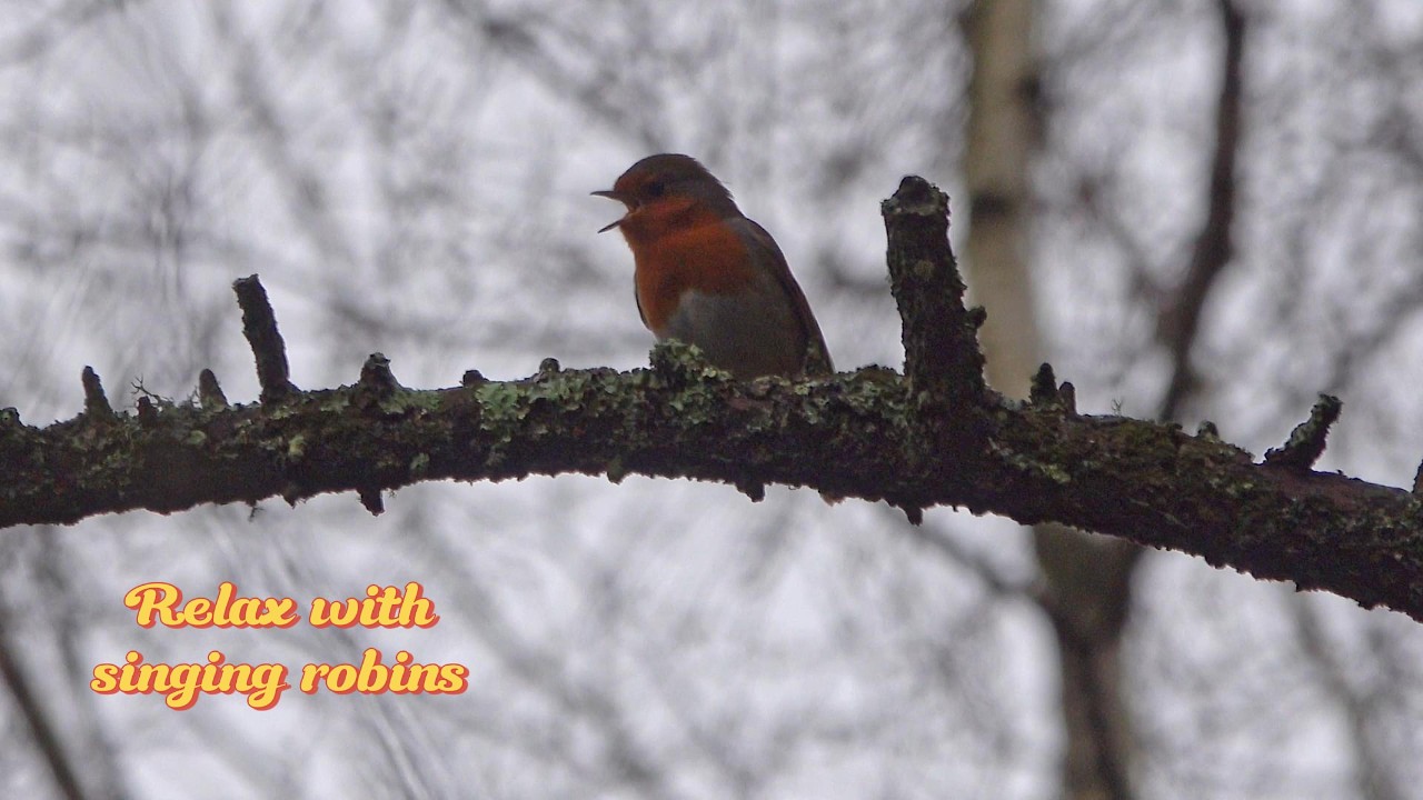 Robin Birdsong for Relaxation | 2 Hours of Peaceful Nature Sounds