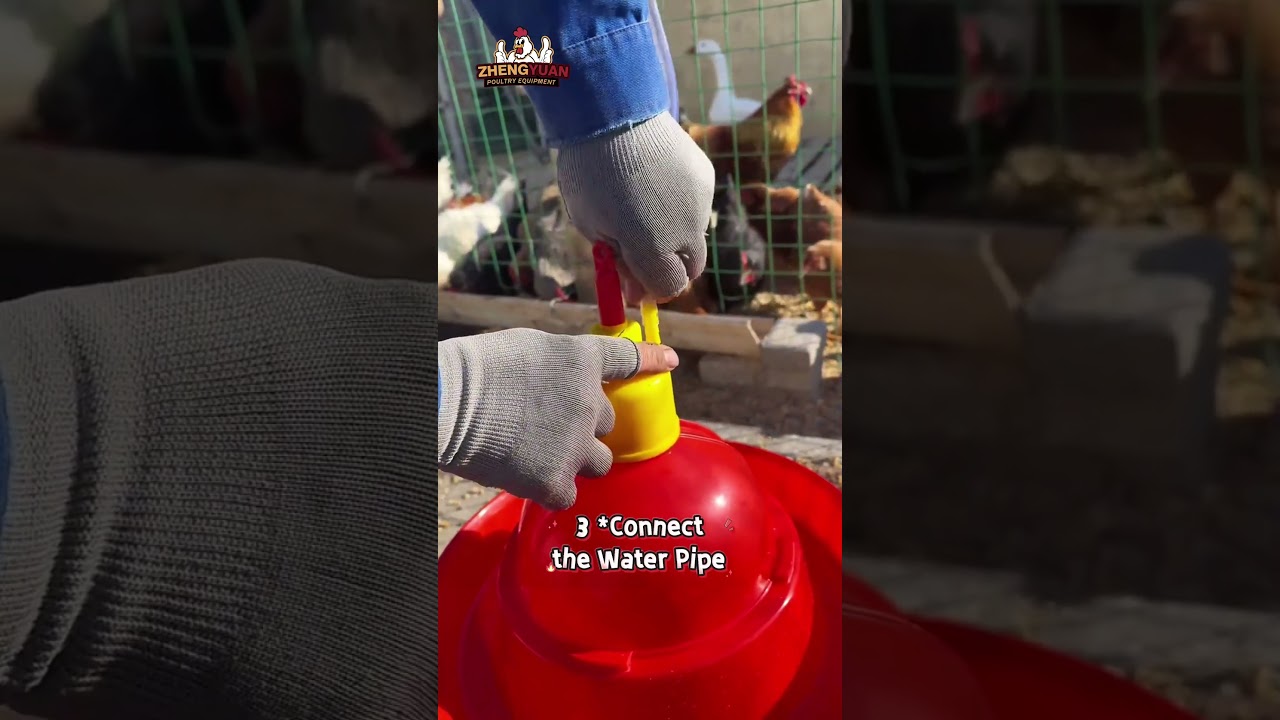 How to Install Plasson Drinker &ndash; 5-Minute Setup for Fresh Chicken Water 🐔 #chicken #farming #poultry