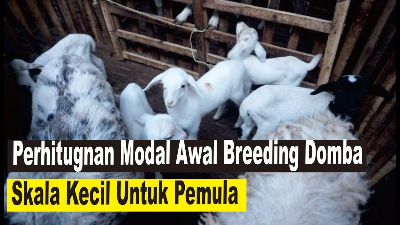 Perhitungan Modal Awal Untuk Mulai Breeding Domba | Skala Kecil Bagi Pemula