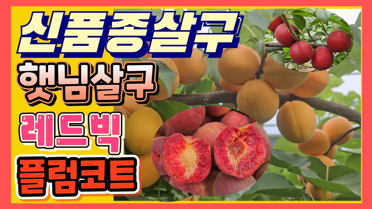 신품종살구 특징 수확후 평가