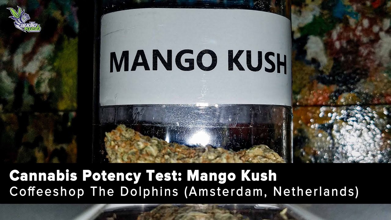 Coffeeshop Cannabis Potency: Mango Kush at The Dolphins (Amsterdam)