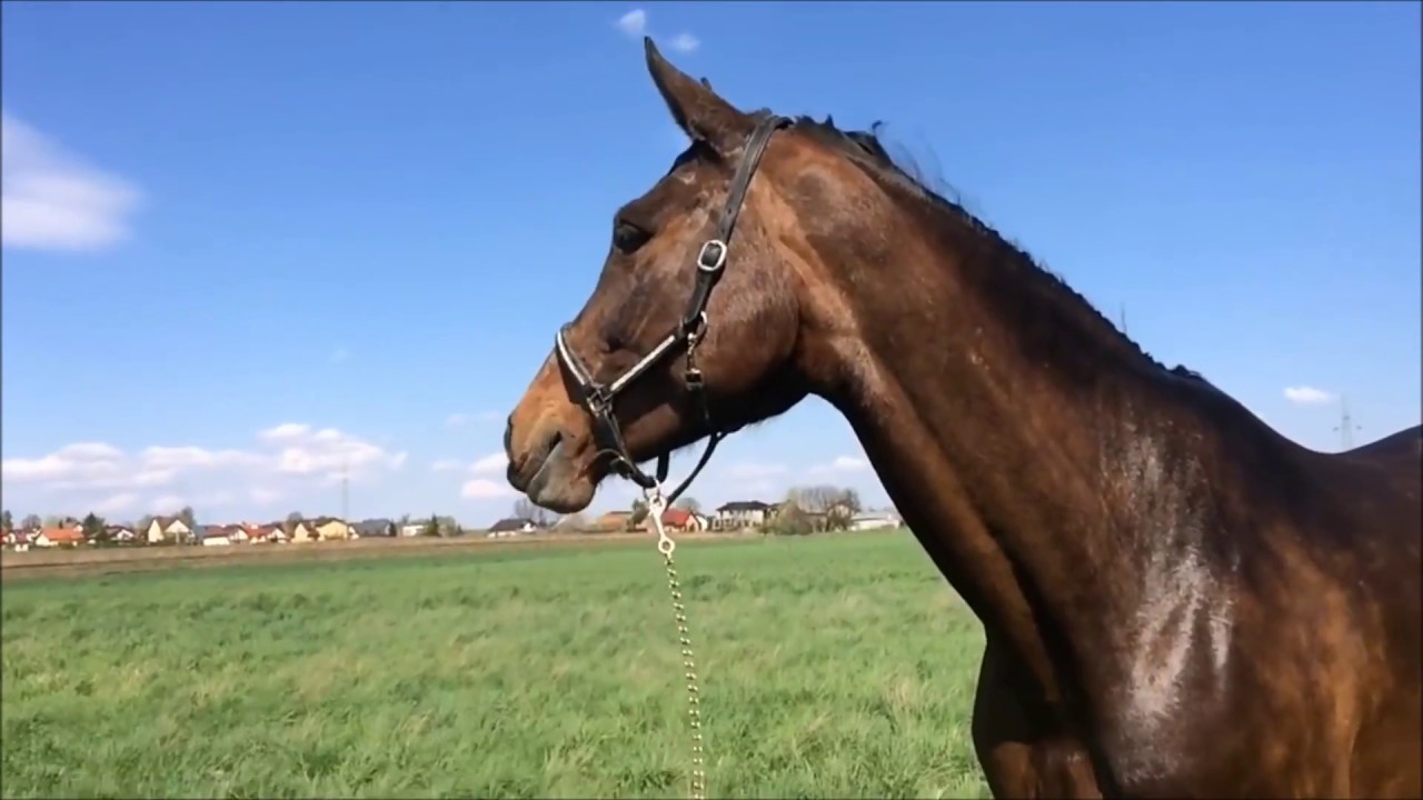 Koń mojego życia / The horse of my life [HD]