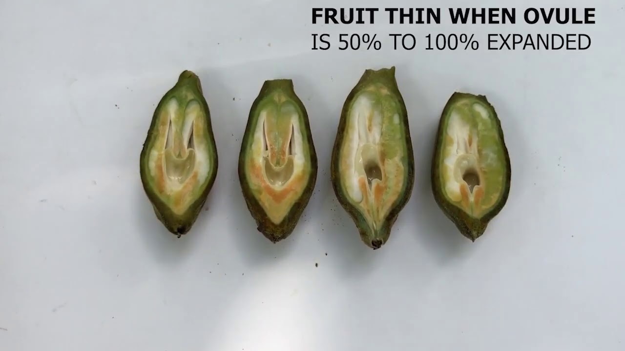 Mechanical Fruit Thinning Instruction & Demonstration