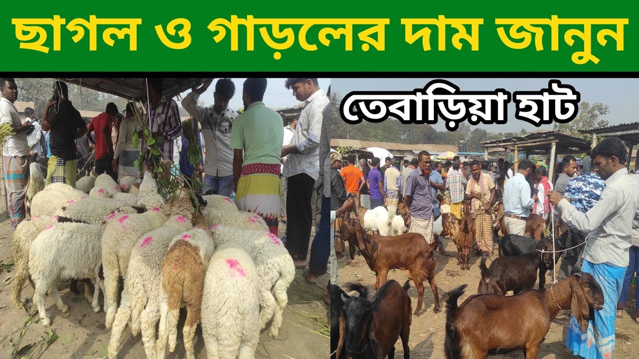 বড় ছাগল ও গাড়লের দাম জানুন নাটোর তেবাড়িয়া হাট থেকে 1March 2026