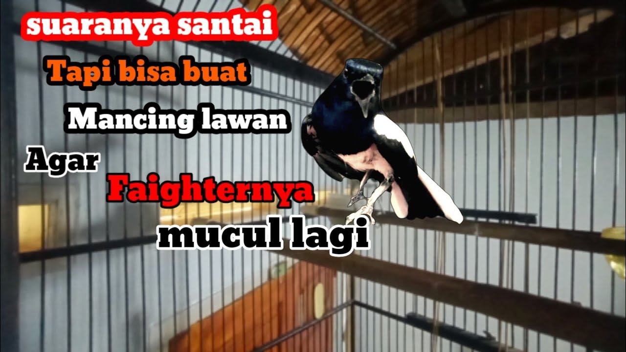 Suara Kacer gacor untuk pancingan emosi#kicaumaster#kacergacor#kacerfaighkter#kacerfullisian