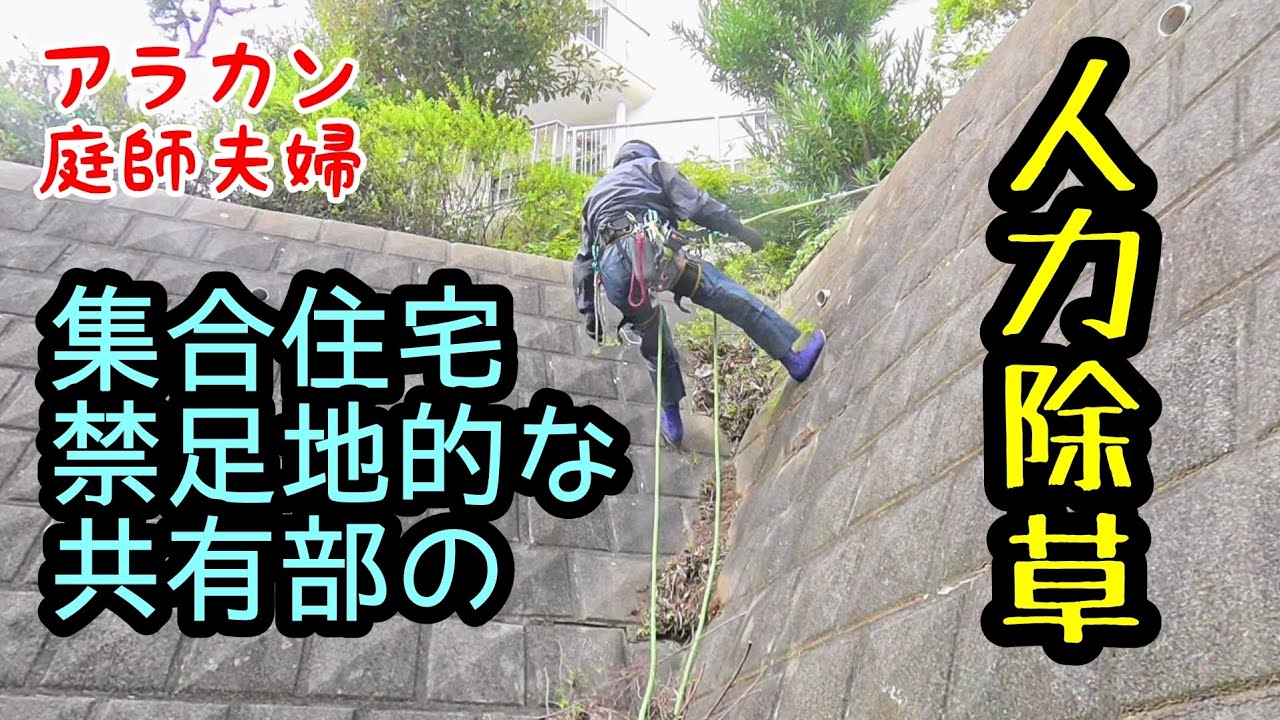 【50代庭師夫婦】256 立ち入り禁止エリアを綺麗にする。