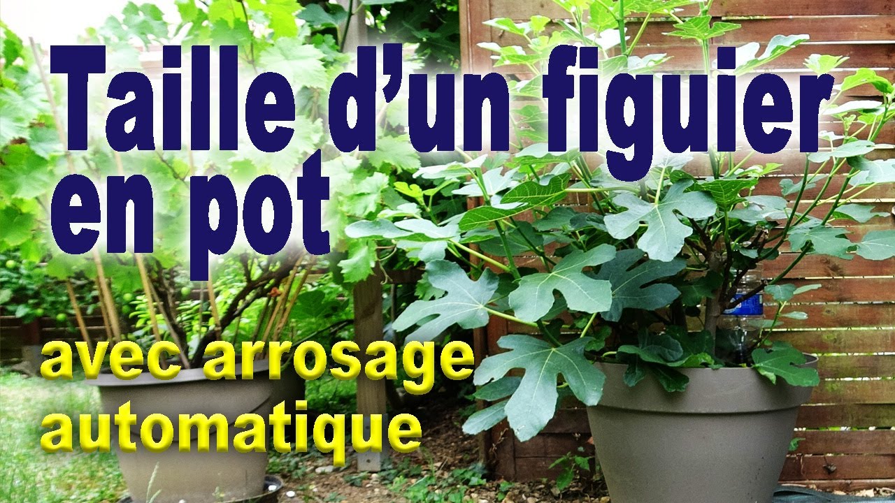 Figuier en pot : taille en vert et arrosage automatique iriso