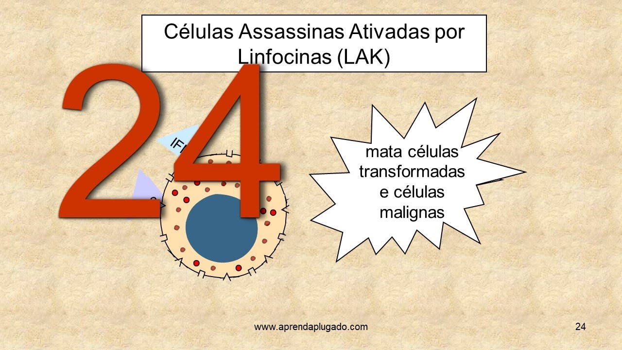 Aprenda Plugado - IMUNOLOGIA - Aula 01, Slide 24 - C&eacute;lulas Assassinas Ativadas por Linfocinas (LAK)
