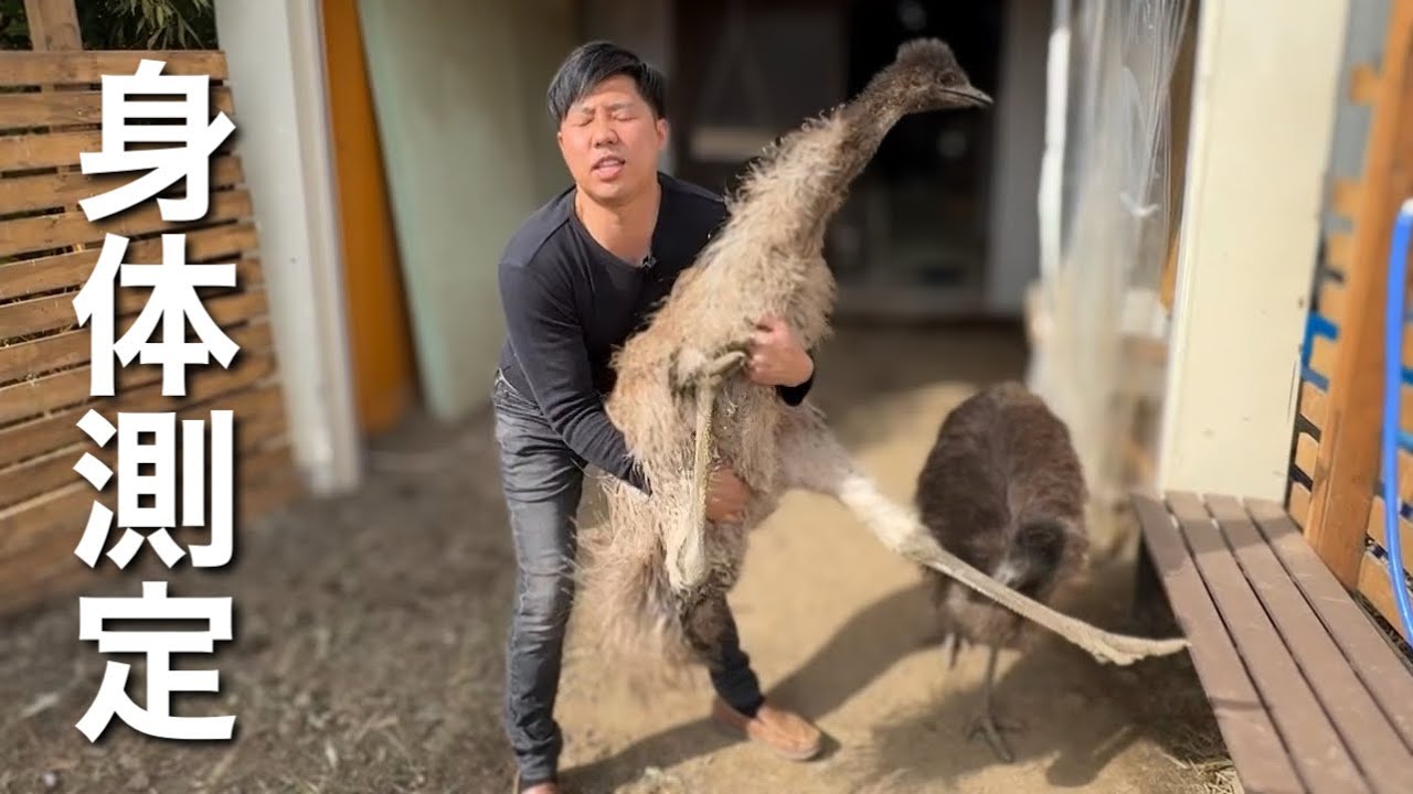 大きくなったエミューの身体測定が大変過ぎる・・・！