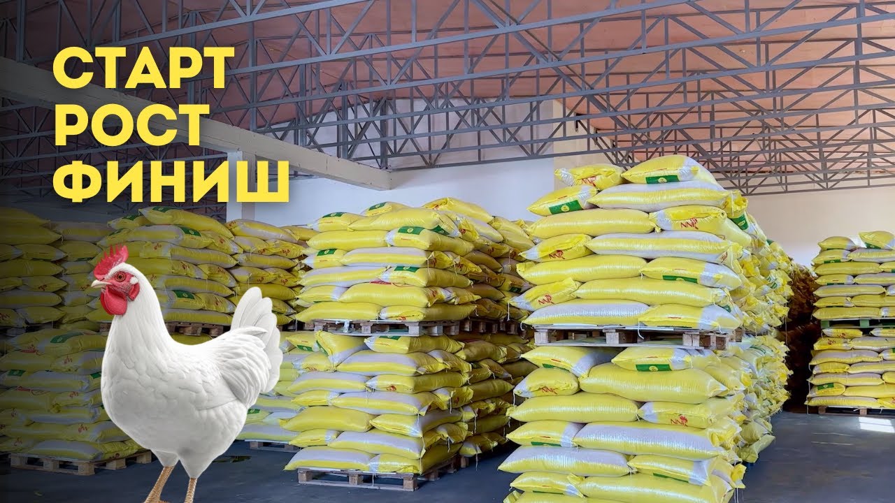 Tovuq Biznesida Foyda Olishni Xohlasangiz Bu Yemlarni Yaxshi Bilishingiz Shart!