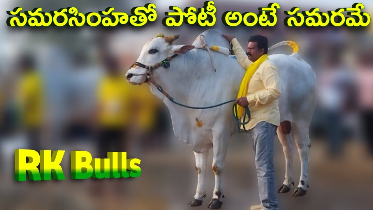 RK Bulls వారి సమరసింహా పోటీలో ఉంటే సమరమే || RK Bulls Vetapalem New Category bull Samarasimha