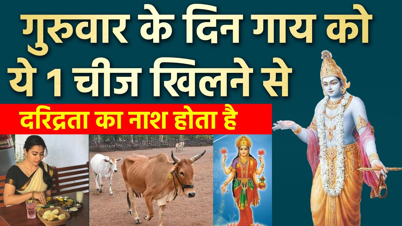 गुरुवार को गाय की खिला दे ये 1 चीज दरिद्रता का अंत हो जायेगा | गुरुवार के उपाय