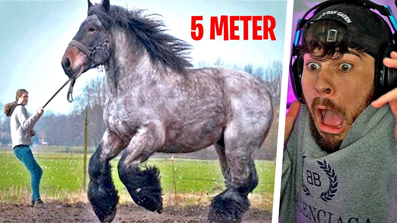 20 Größte Tiere Die Existieren!! 😲