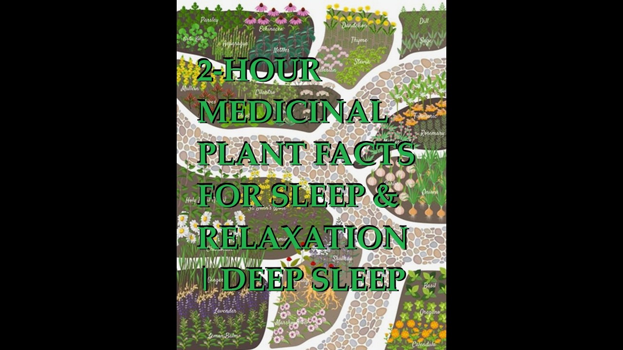 Identifying Wild Medicinal Plants for Sleep & Relaxation | 1 Hour Narrated Guide