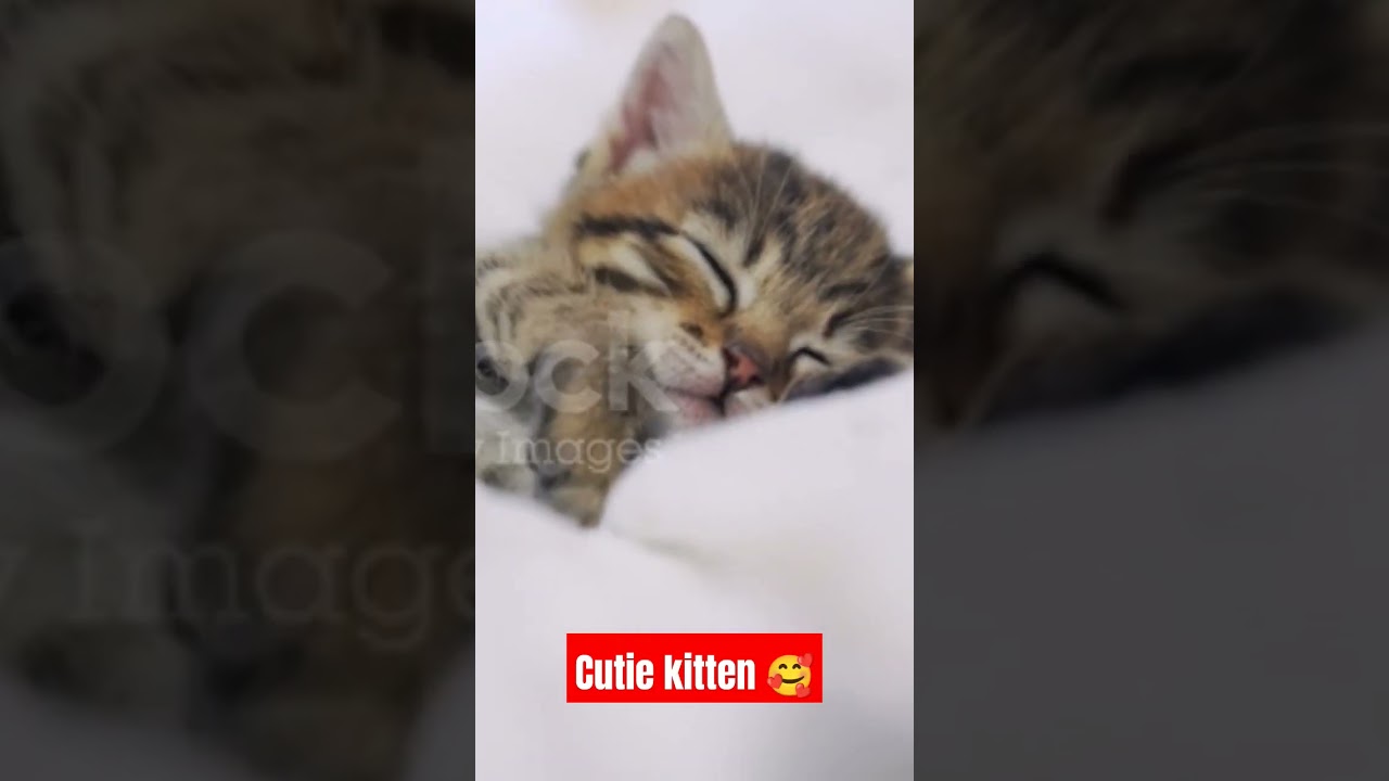 cutie kitten #cats #cat ##kutten #shorts #viralshorts