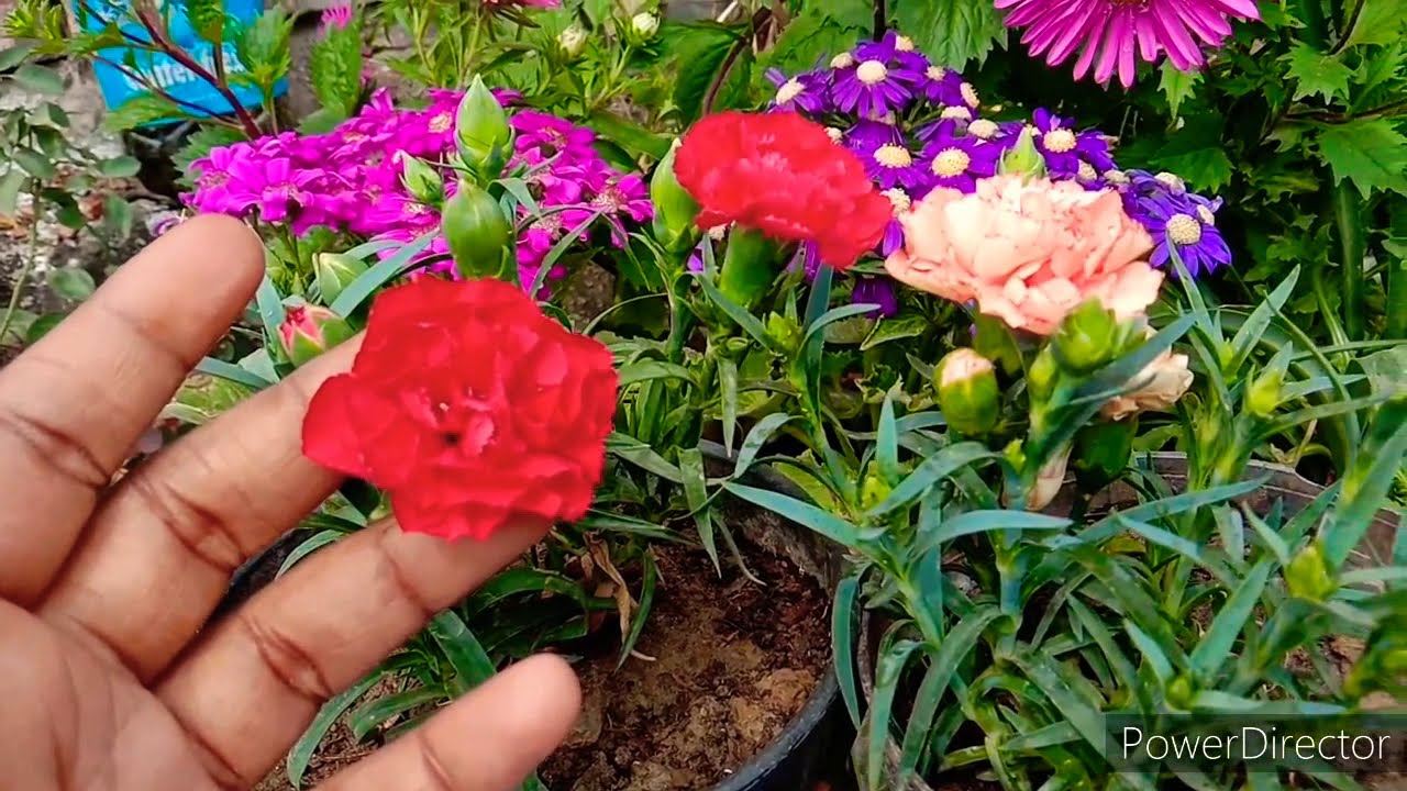 How to grow and care carnation flower plant best cutting tips.
