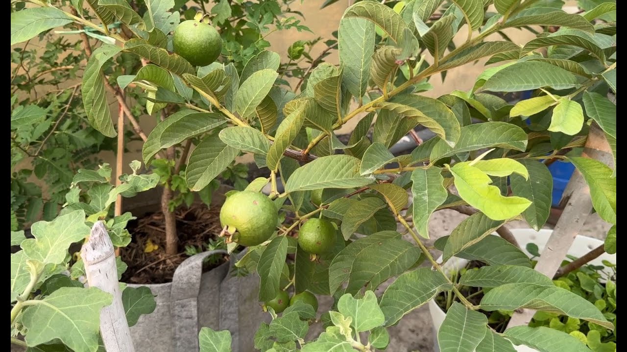 কি কাজ করলে পুরনো পেয়ারা গাছে সারা বছর ফুল ও পেয়ারা আসবে