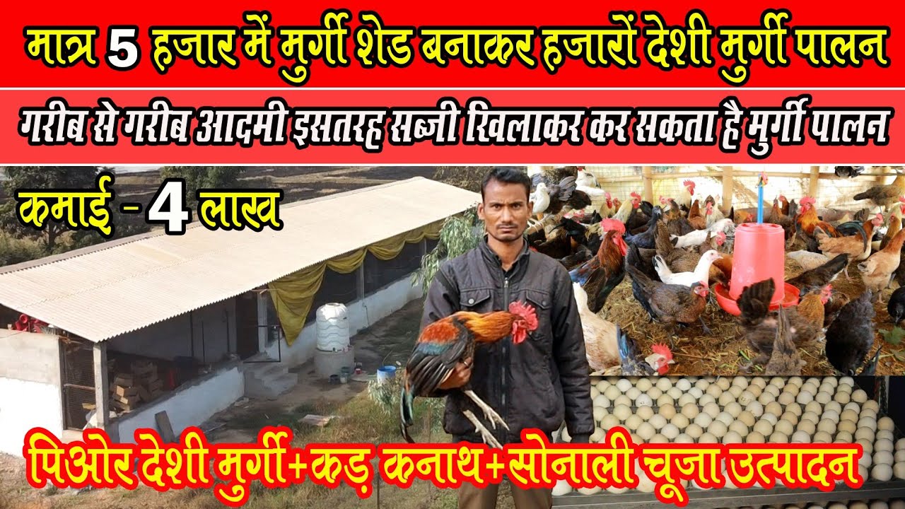 5 हजार में मुर्गी शेड बनाके हजारों देशी मुर्गी पालन।Deshi Murgi+Kadaknath+Sonali Chicks available