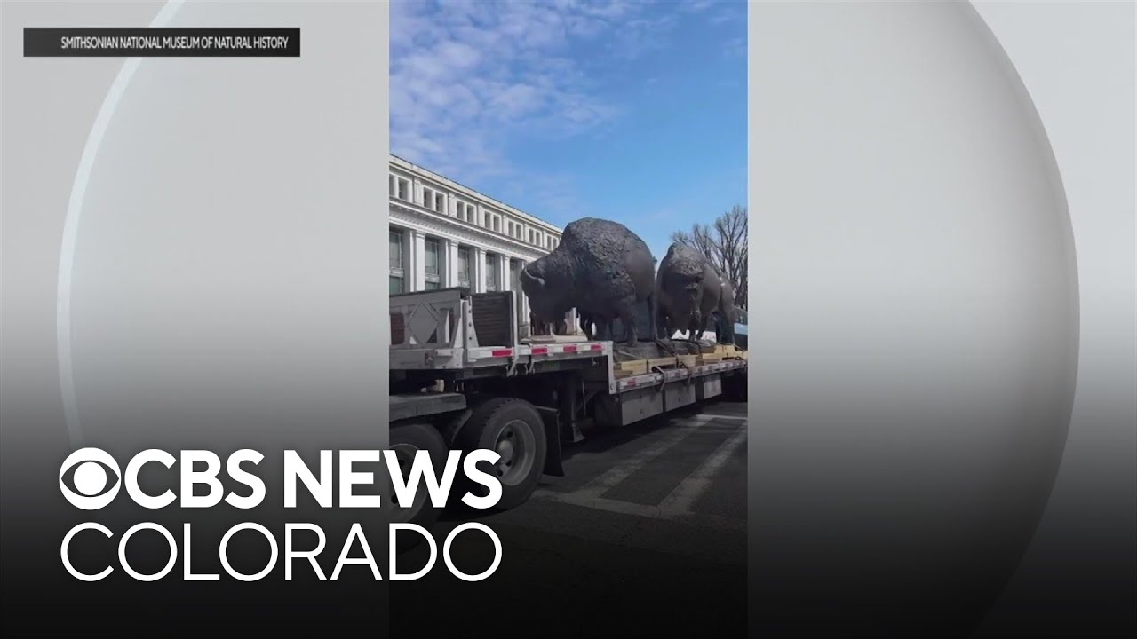 Loveland bison statues installed at Smithsonian National Museum of Natural History