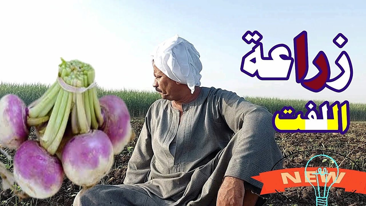 زراعة اللفت من البذور ☝ الري والتسميد☝في أربعين يوم