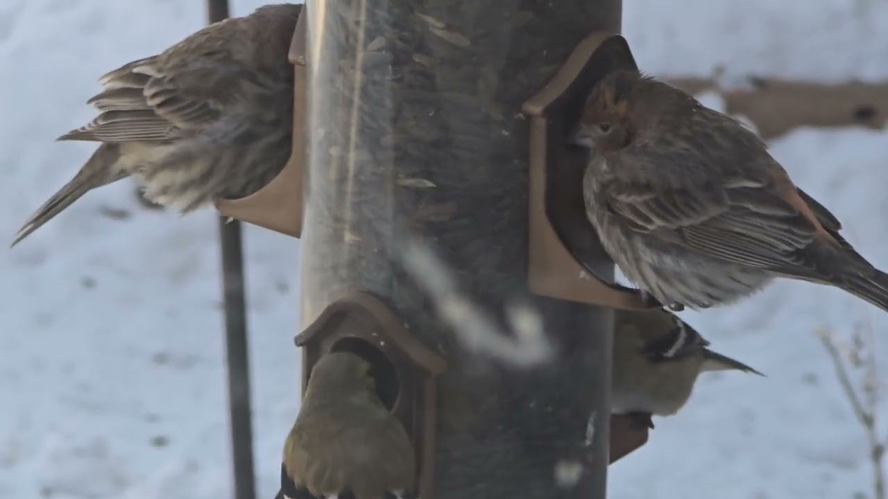 Birds survive in winter. Help wild animals please. 
