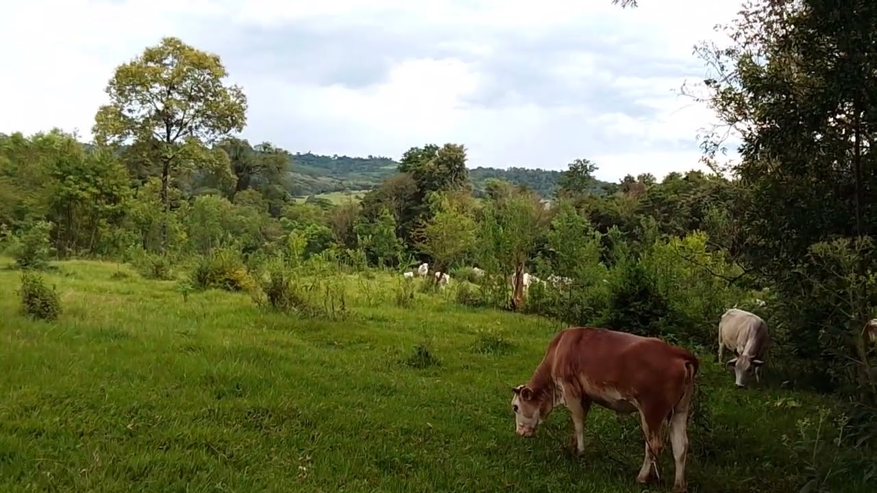 Em busca de os terneros 🤣