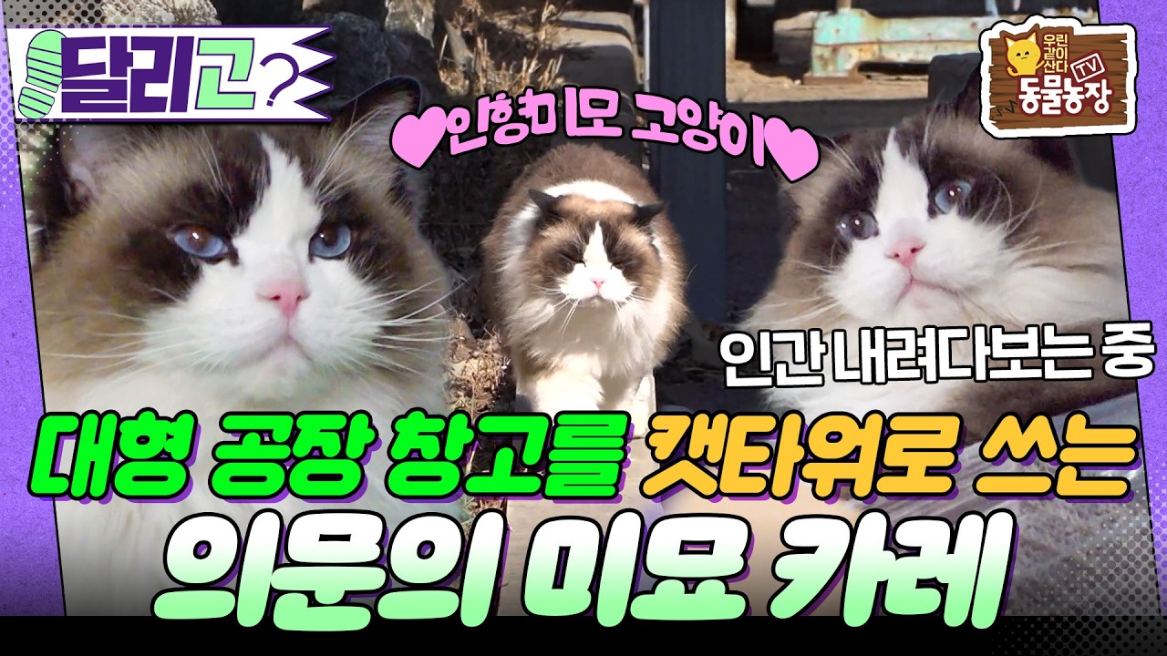 [🏃‍#달리GO] 미인계로 남의 집 눌러 앉기? 어느 날 갑자기 나타나 공장을 누비고 다니는 카레의 이야기 #TV동물농장 #달리 #DALI