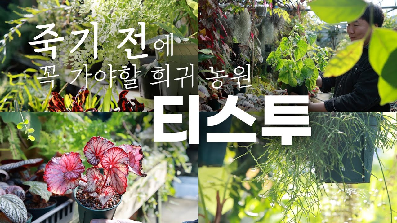 충남 서천 티스투 두번째 농원 투어 / 오만가지 희귀 식물! / 추천 식물 185가지 / TISTOU (티쭈) 리뷰