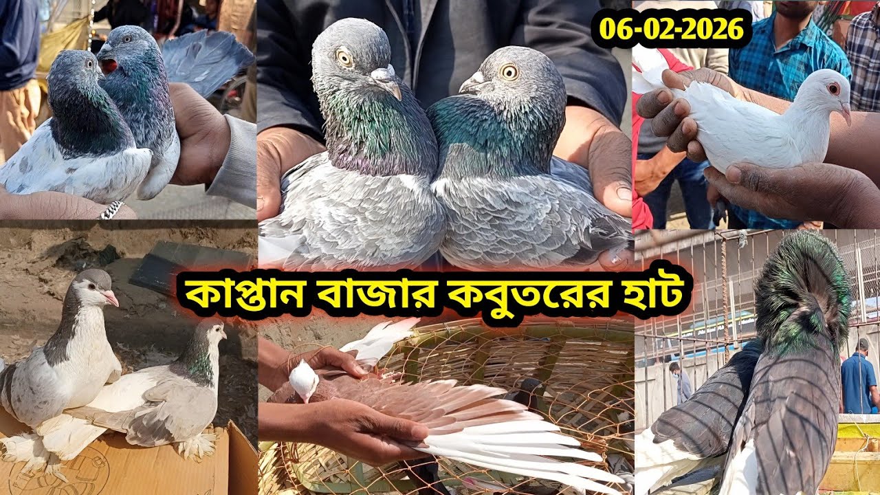 06-02-2026 কাপ্তান বাজার কবুতরের হাট | Kaptan Bazar kobutor hat | কম দামে কবুতর | Pigeons price bd 